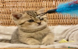 British Shorthair cats for sale: 🧸EXCEPTIONAL QUALITY PURE BREED BSH TEDDY BEARS🧸 - Advert 23