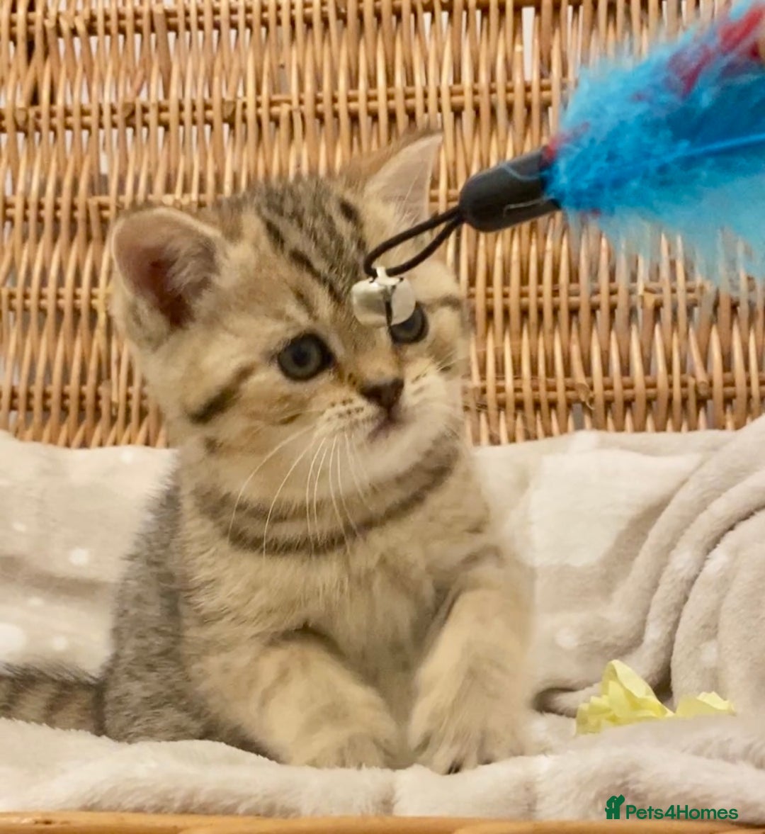 British Shorthair cats for sale: 🧸EXCEPTIONAL QUALITY PURE BREED BSH TEDDY BEARS🧸 - Advert 23