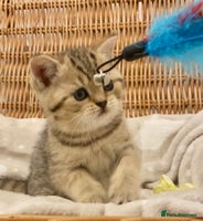 British Shorthair cats - Advert 15