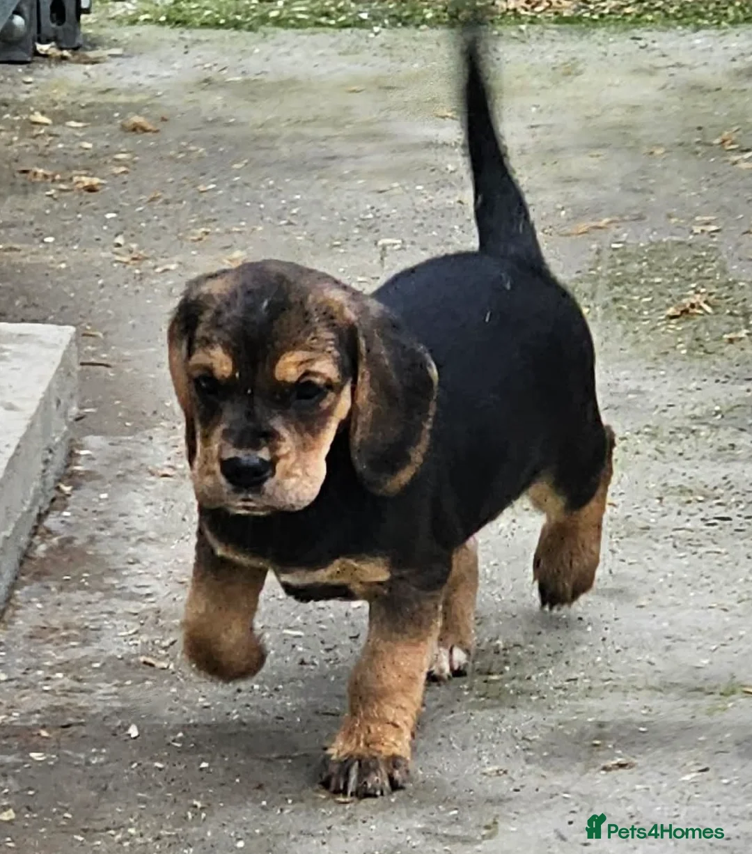 Bocker dogs for sale: Beautiful Bocker Bitch Puppies - Ready 25.02.26 - Advert 3