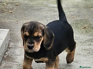 Bocker dogs Beautiful Bocker Bitch Puppies - Ready 25.02.26 - Advert 13