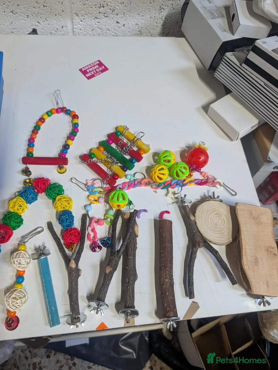 Budgerigars birds for sale: All Colours in Budgies - Advert 17