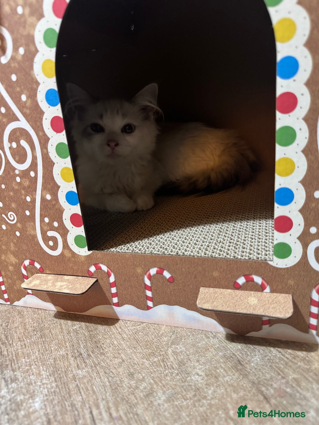 Ragdoll cats for sale: Ragdoll Tabby Boy Kitten  - Advert 4