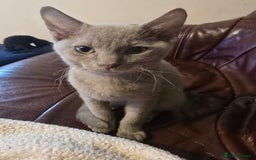 Mixed Breed cats for sale: Perfect boy - Image 4