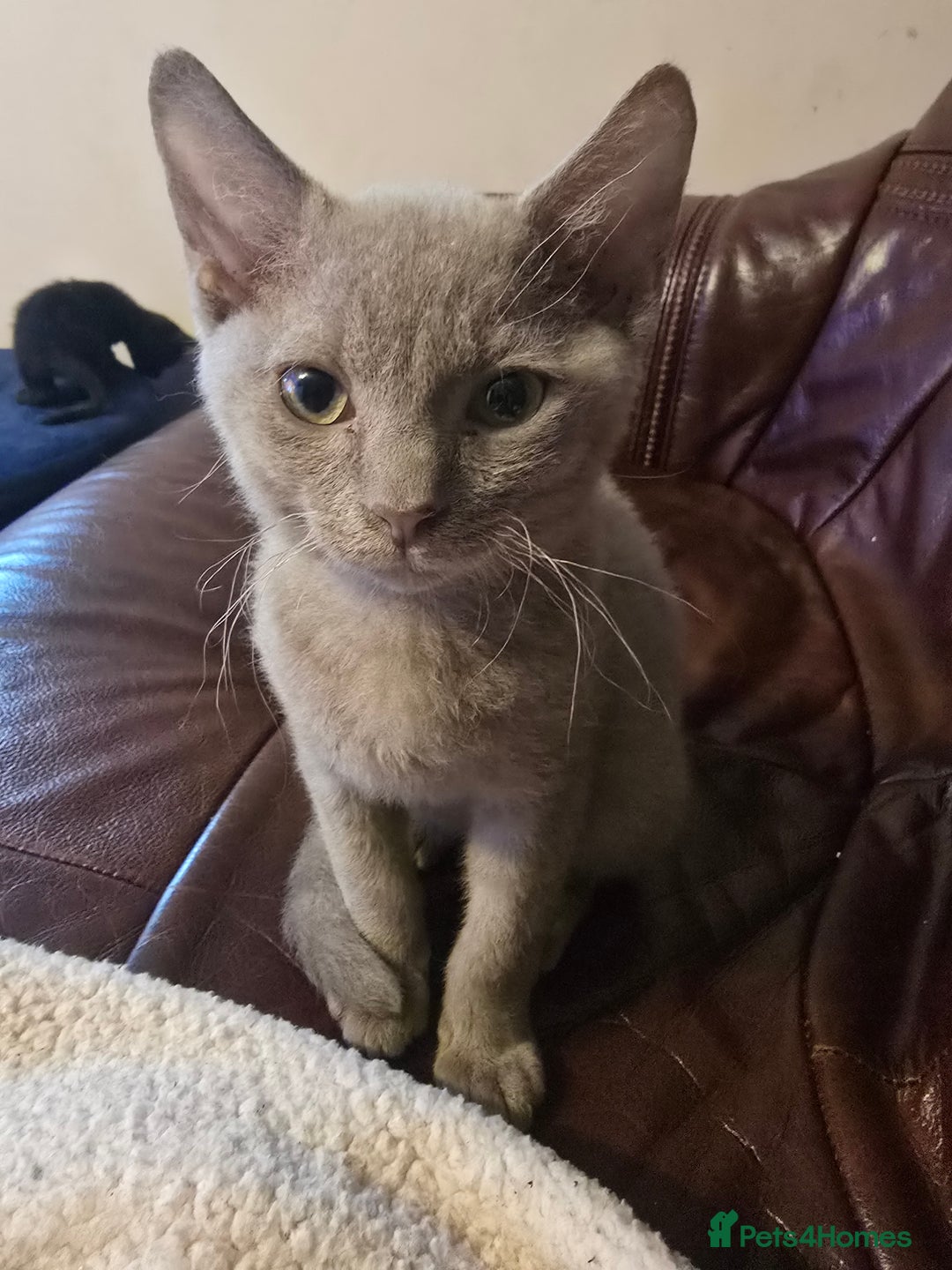 Mixed Breed cats for sale: Perfect boy - Image 4