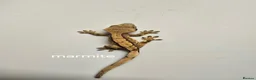 Gecko reptiles for sale: Baby Crested Geckos  - Advert 13