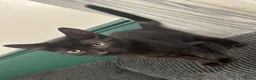Mixed Breed cats for sale: Black kitten in Hull - Advert 1