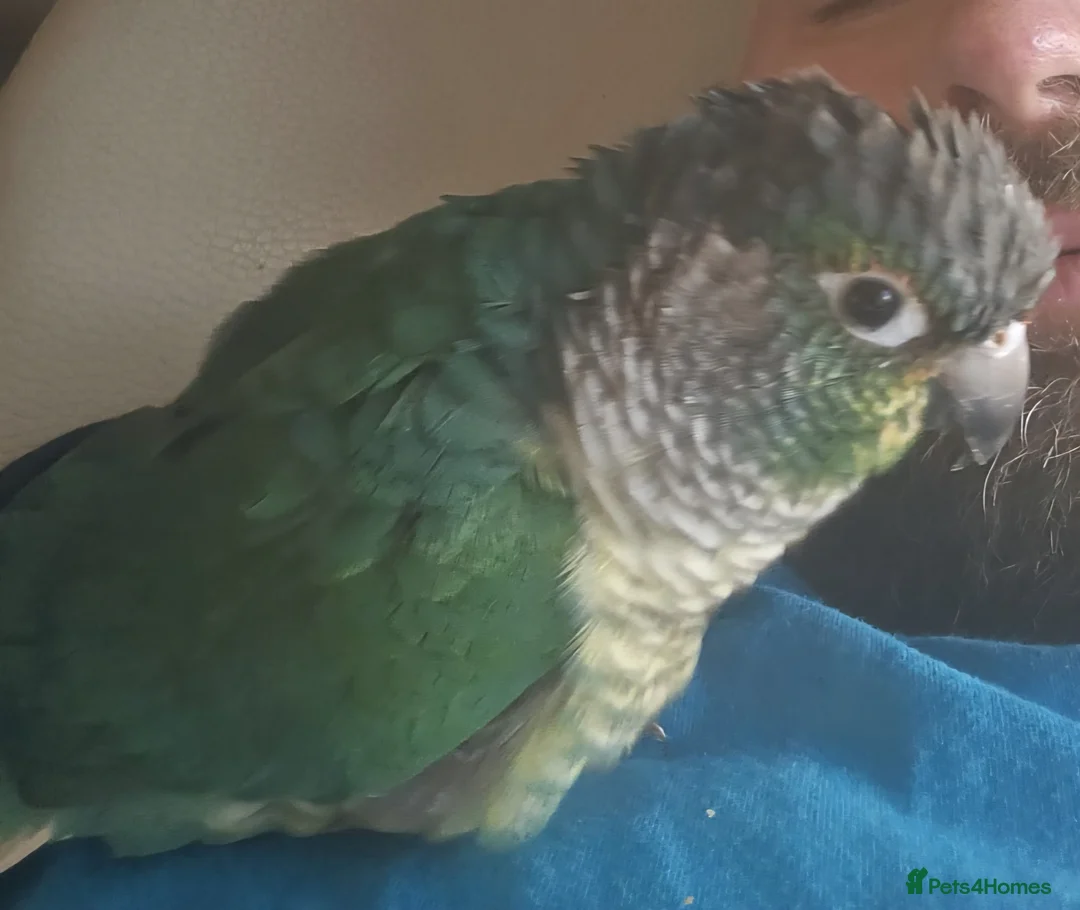 Conures birds for sale: Little man buddy aka buttons the conure. - Advert 4