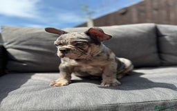 French Bulldog dogs for sale: French Bulldog Puppies–4 Girls & 2 Boys READY NOW  in Walton-on-Thames - Image 31