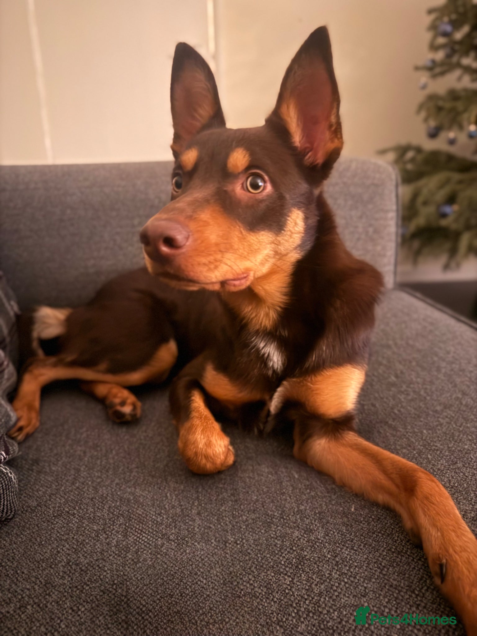 Mixed Breed dogs Male Australian x Huntaway - Advert 2