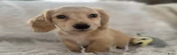 Miniature Dachshund dogs for sale: KC Longhaired Cream Miniature Dachshund Puppies - Advert 18