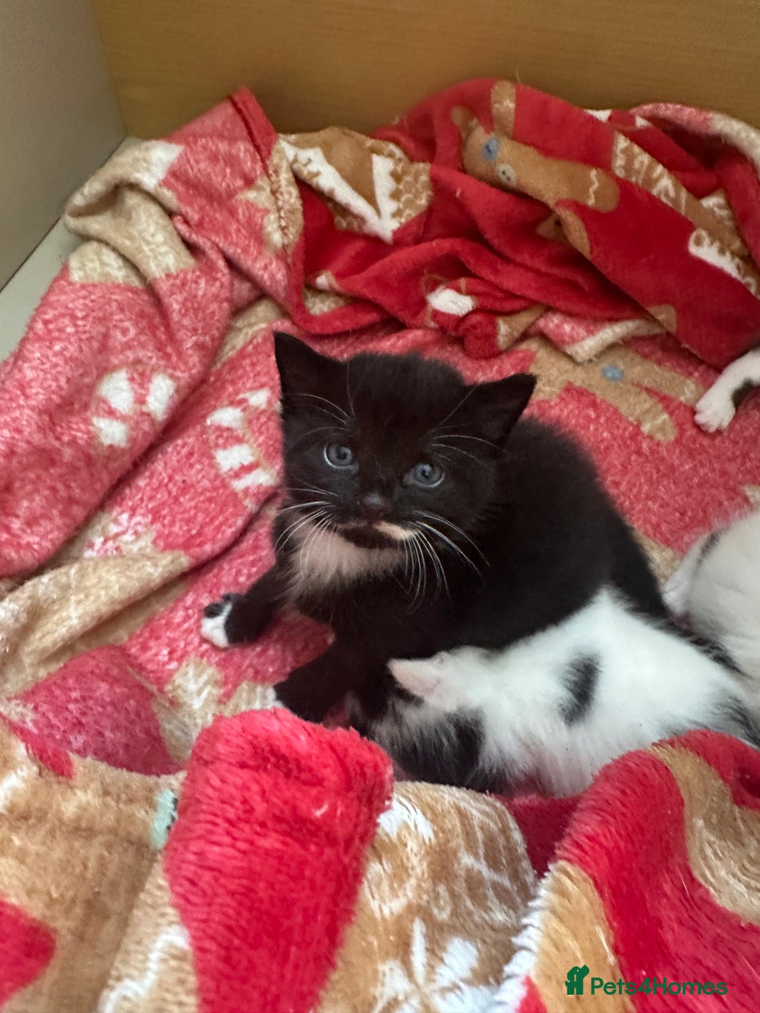 Mixed Breed cats for sale: Fluffy kittens - Image 12