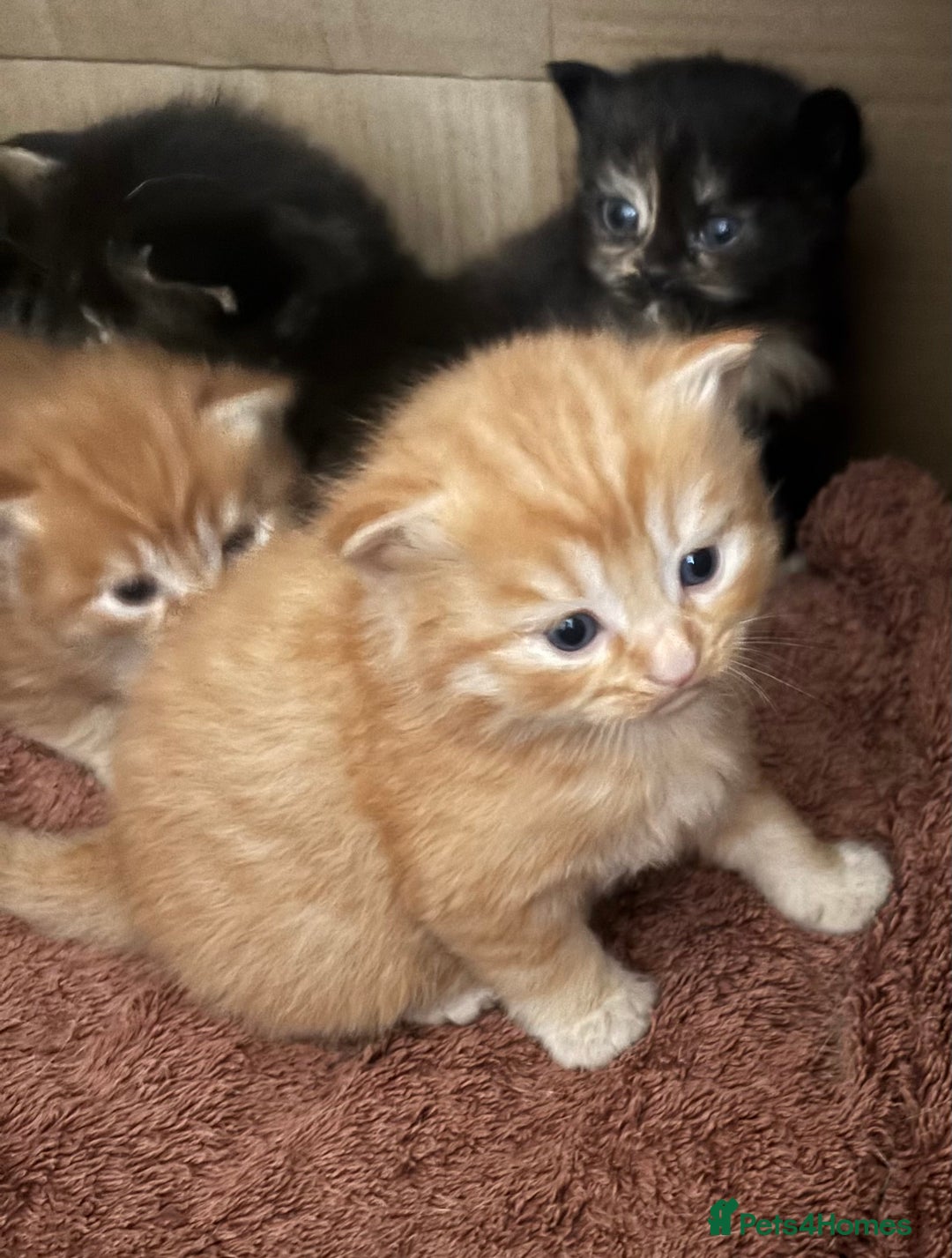 Mixed Breed cats for sale: 3 male fluffy kittens for sale - Image 7