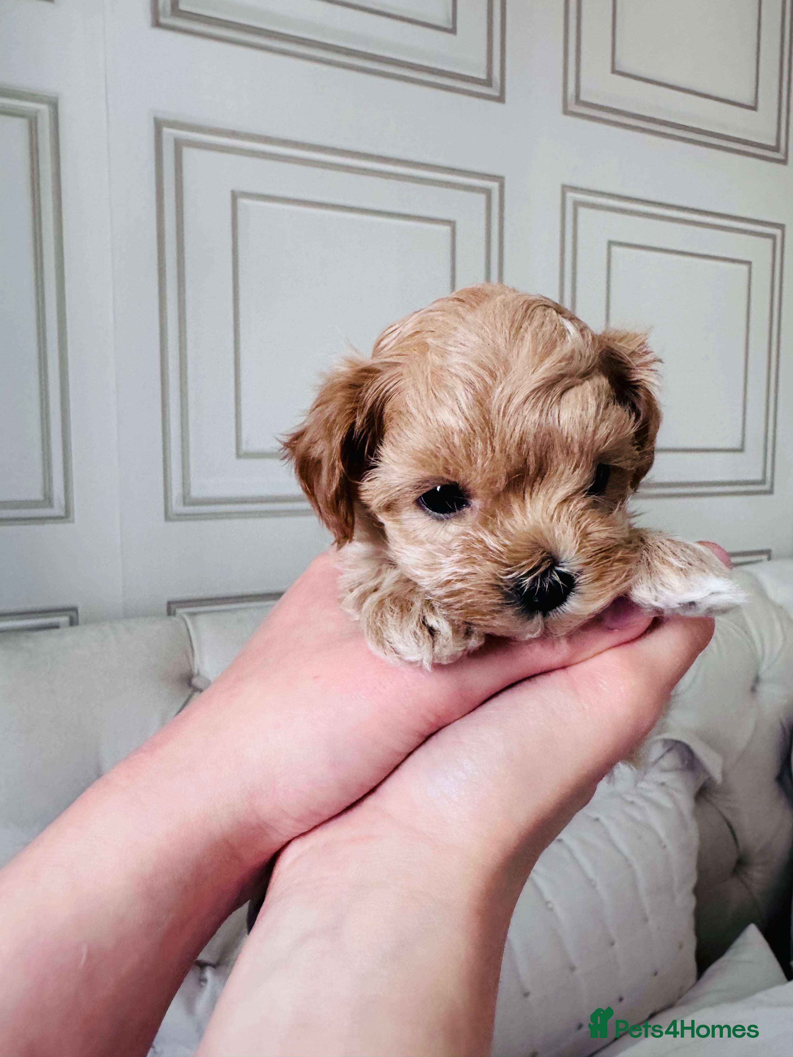 Maltipoo dogs 🧸Maltipoo DNA tested Korean & Asian lines - Advert 2