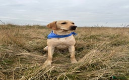 Labrador Retriever dogs for sale: Sensitive and Devoted Labrador  - Image 13