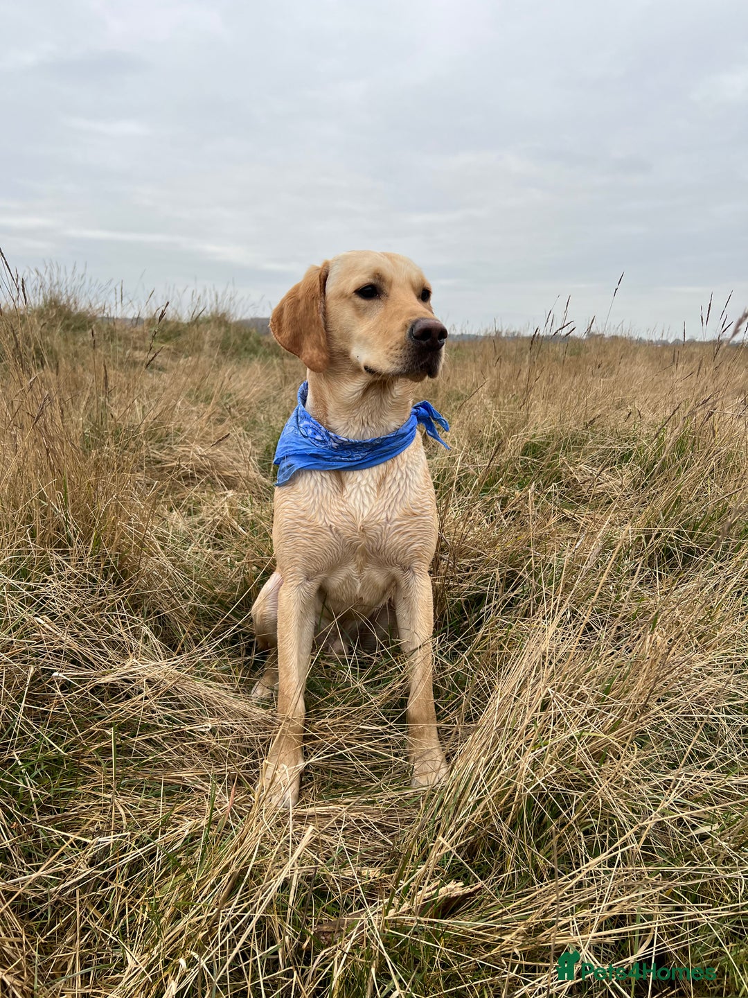 Labrador Retriever dogs for sale: Sensitive and Devoted Labrador  - Image 13