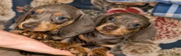 Miniature Dachshund dogs for sale: 🩷MINIATURE Dachshund babies🩷 - Advert 5