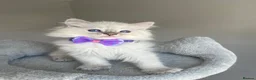 Ragdoll cats for sale: GCCF ragdoll kittens for sale - Advert 2