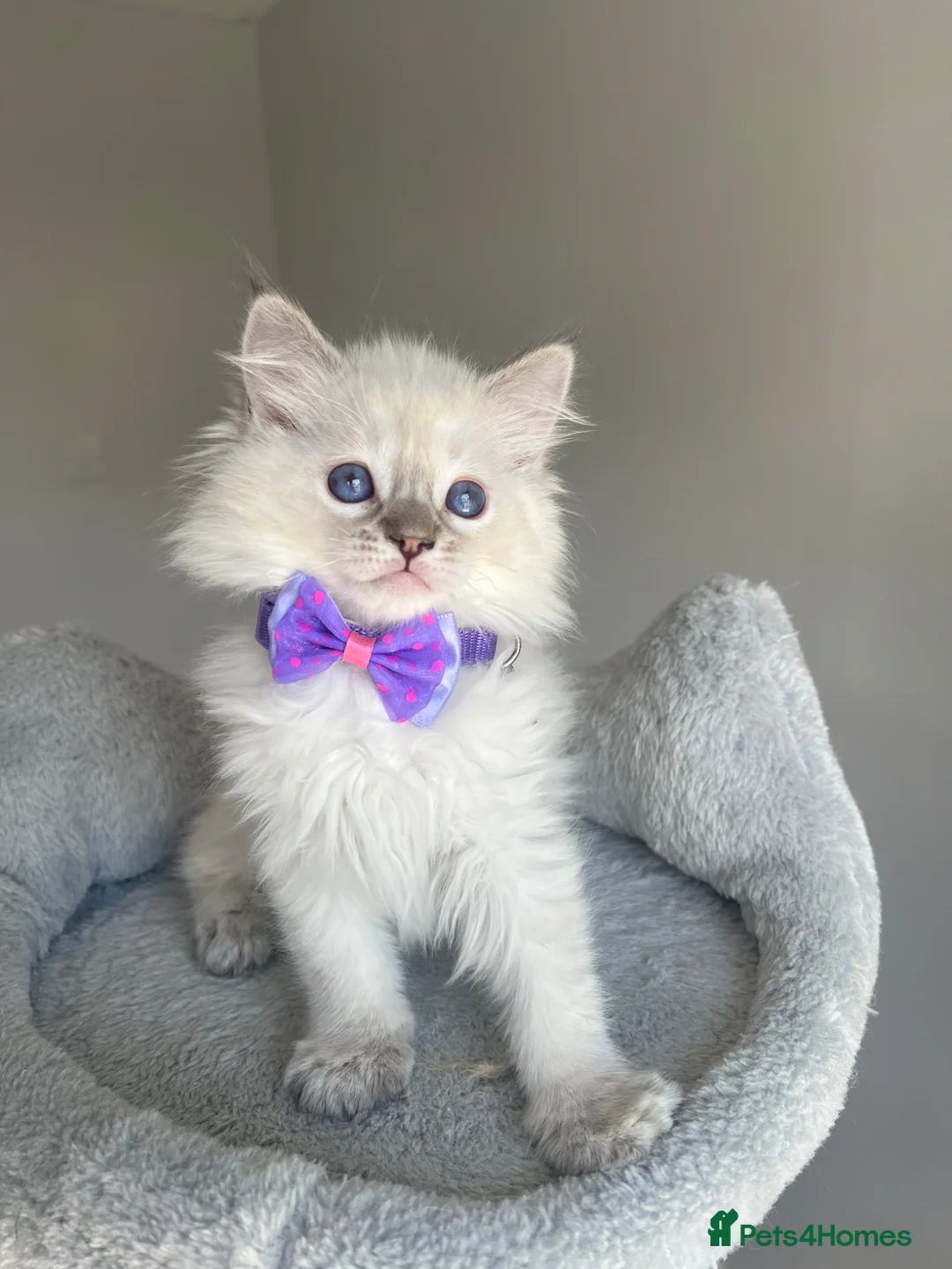 Ragdoll cats for sale: GCCF ragdoll kittens for sale - Advert 2