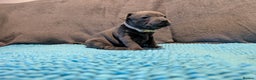Staffordshire Bull Terrier dogs for sale: KC registered beautiful staffies puppies to sell - Advert 16