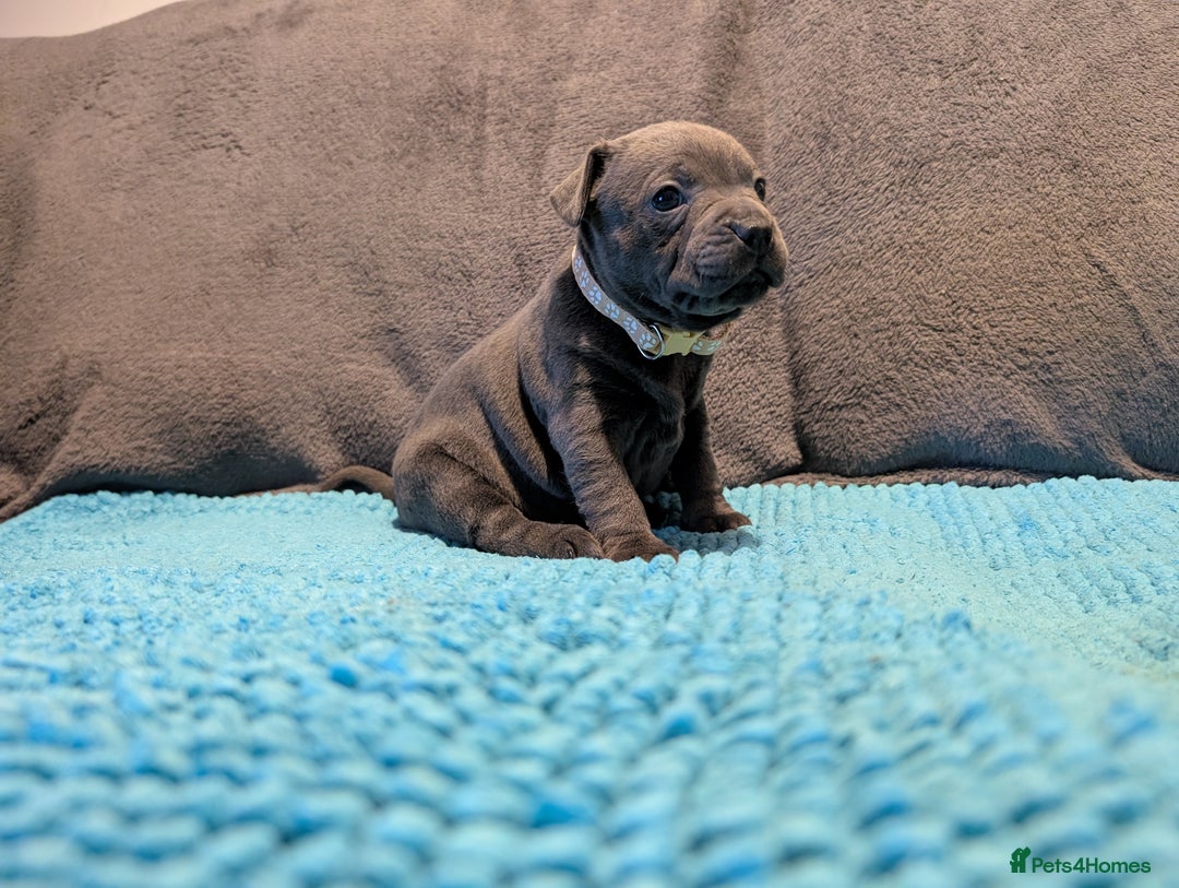 Staffordshire Bull Terrier dogs for sale: KC registered beautiful staffies puppies to sell - Advert 16