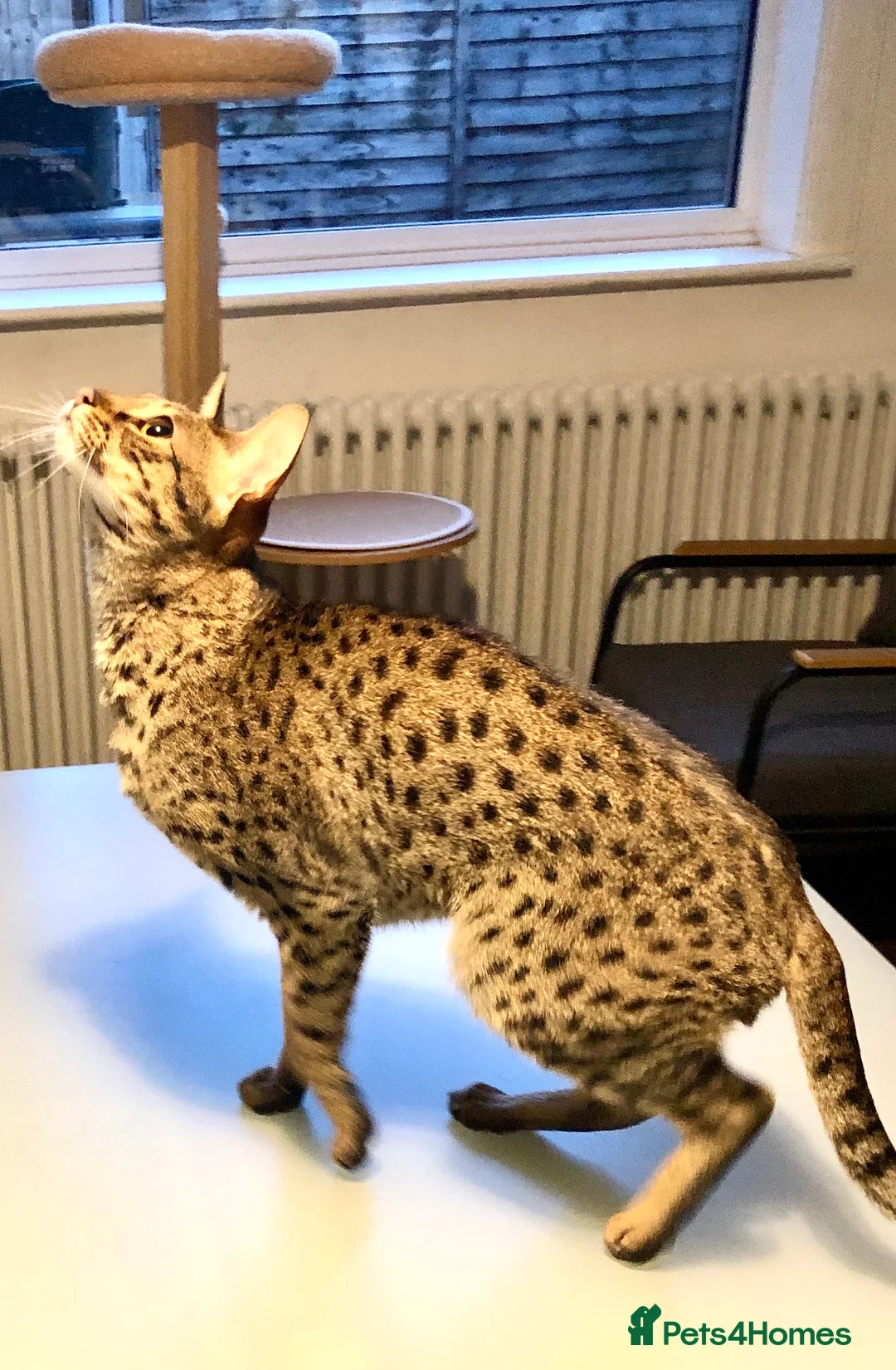 Savannah cats for sale: Stunning f3c female savannah  - Advert 1