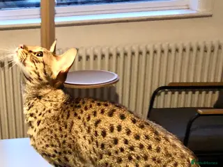 Savannah cats Stunning f3c female savannah - Advert 8