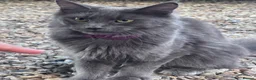 Maine Coon cats for sale: TICA registered female Mainecoon  - Advert 5