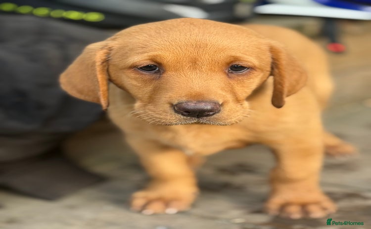 Labrador Retriever dogs - Advert 3