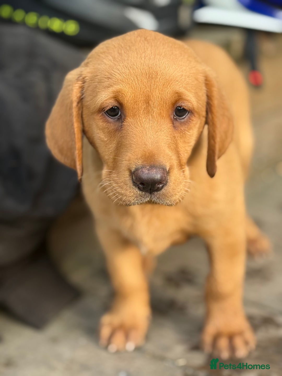 Labrador Retriever dogs for sale: Stunning ftch fox red puppies - Image 2