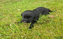 Labrador Retriever dogs for sale: Borador puppies! - Image 3