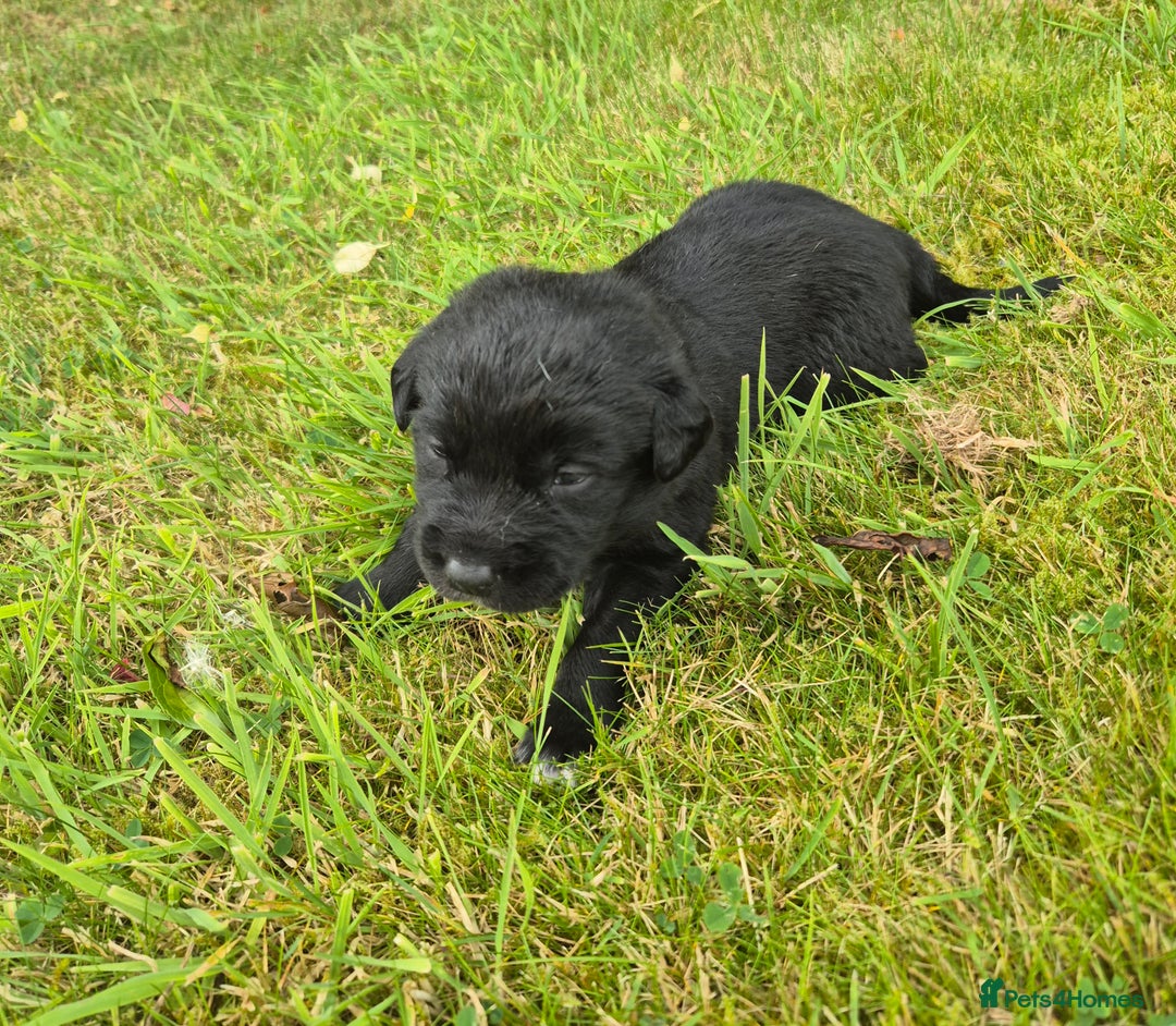 Labrador Retriever dogs for sale: Borador puppies! - Image 3