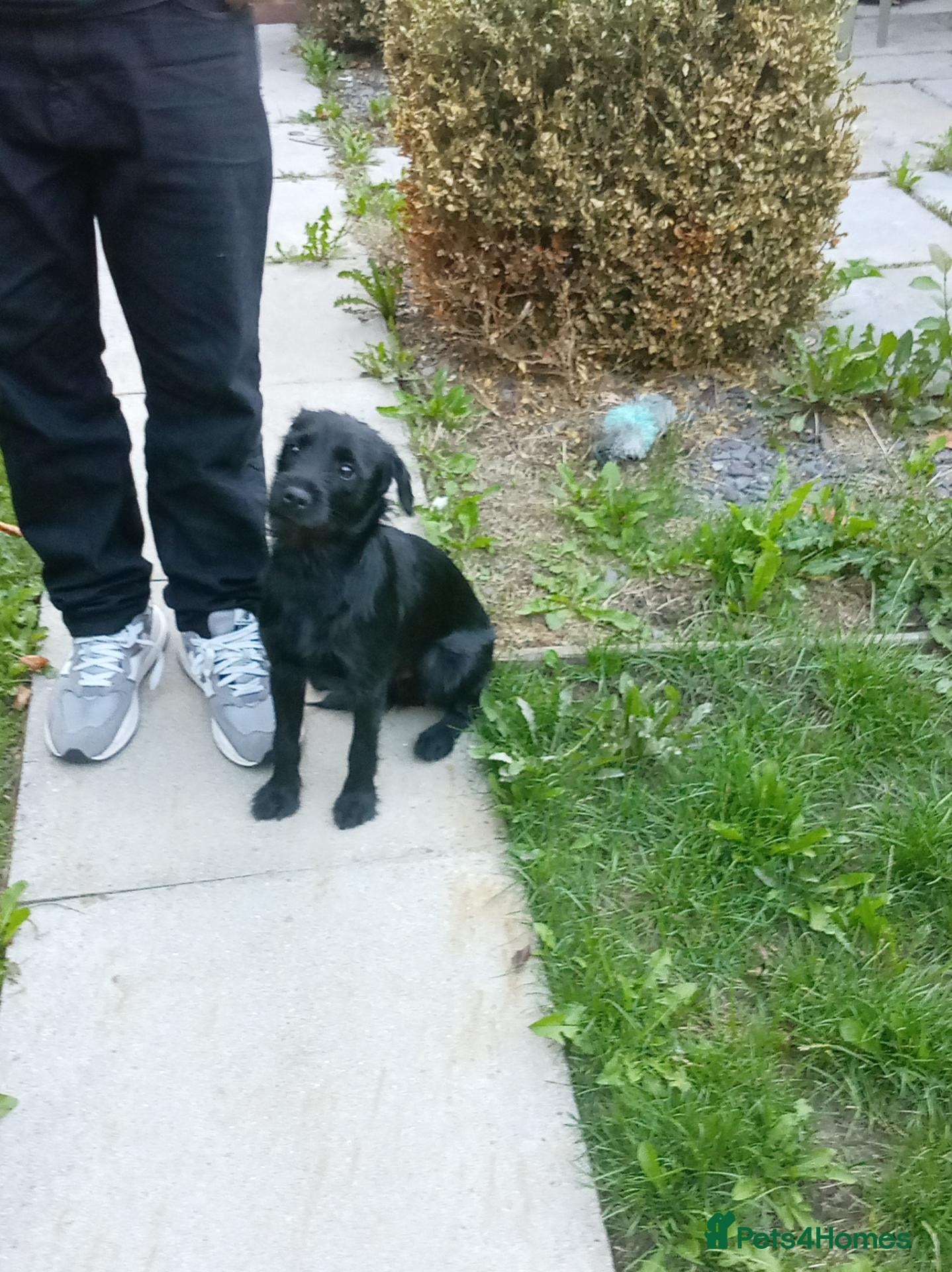 Mixed Breed dogs Dog free to good home - Advert 5