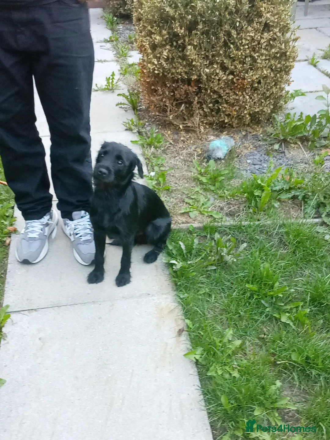 Mixed Breed dogs for sale: Dog  **  in Houghton le Spring - Advert 1