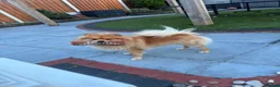 Mixed Breed dogs for sale: Looking for a better owner for my Lovely dog in Liverpool - Advert 2