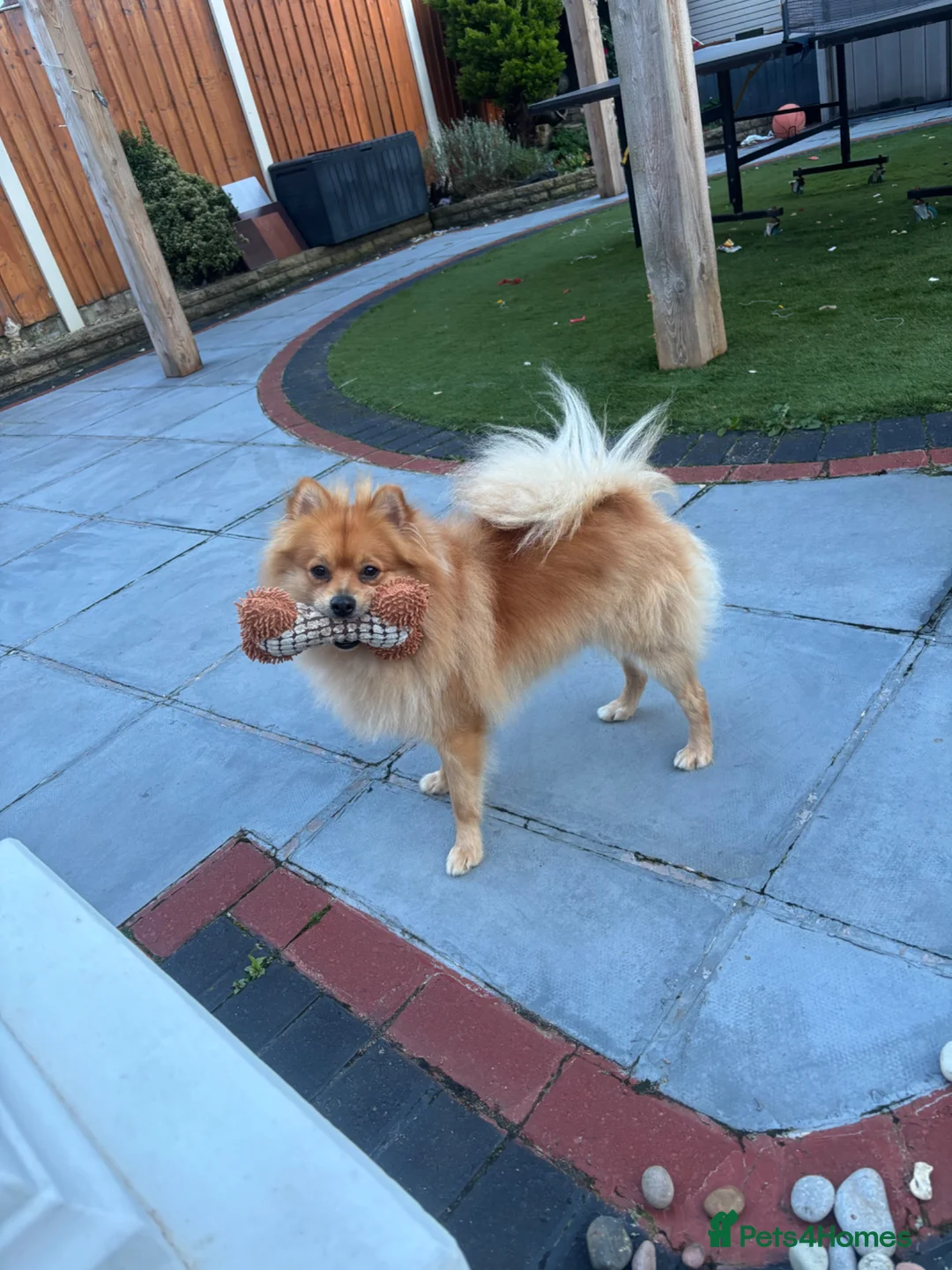 Mixed Breed dogs for sale: Looking for a better owner for my Lovely dog in Liverpool - Advert 2