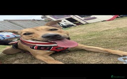 Mixed Breed dogs for sale:  **   - Image 1