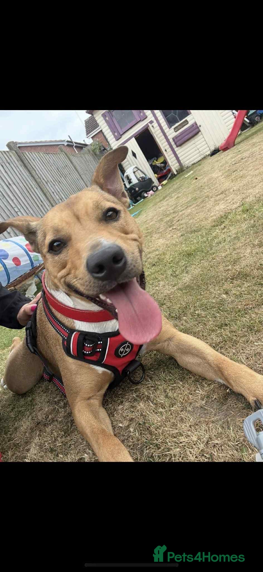 Mixed Breed dogs for sale:  **   - Image 1