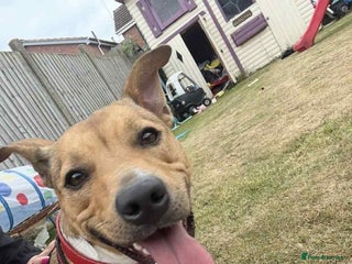 Mixed Breed dogs - Advert 1