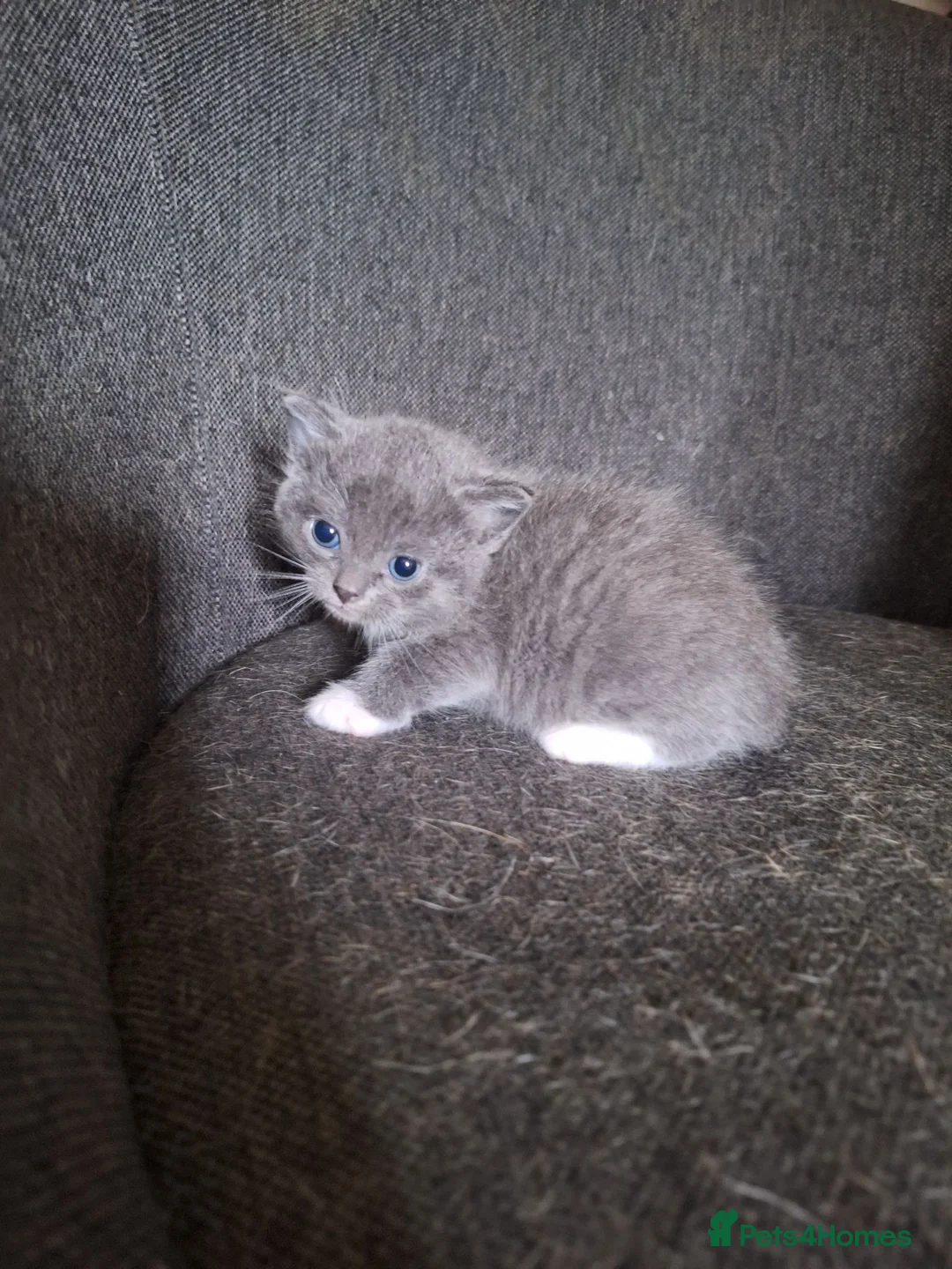 British Shorthair cats for sale: British shorthair  - Advert 14
