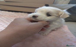 Maltese dogs for sale: Maltese 1 boys - Image 2