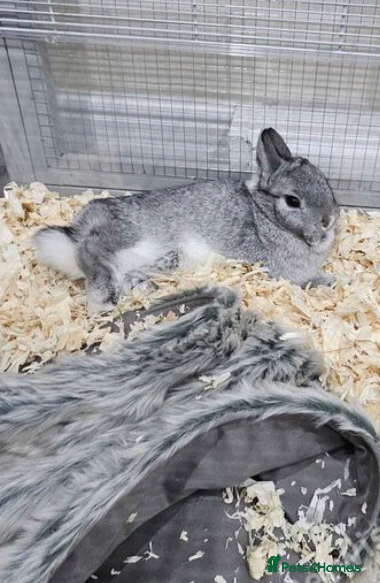 Netherland Dwarf rabbits Netherland Dwarf  - Advert 7