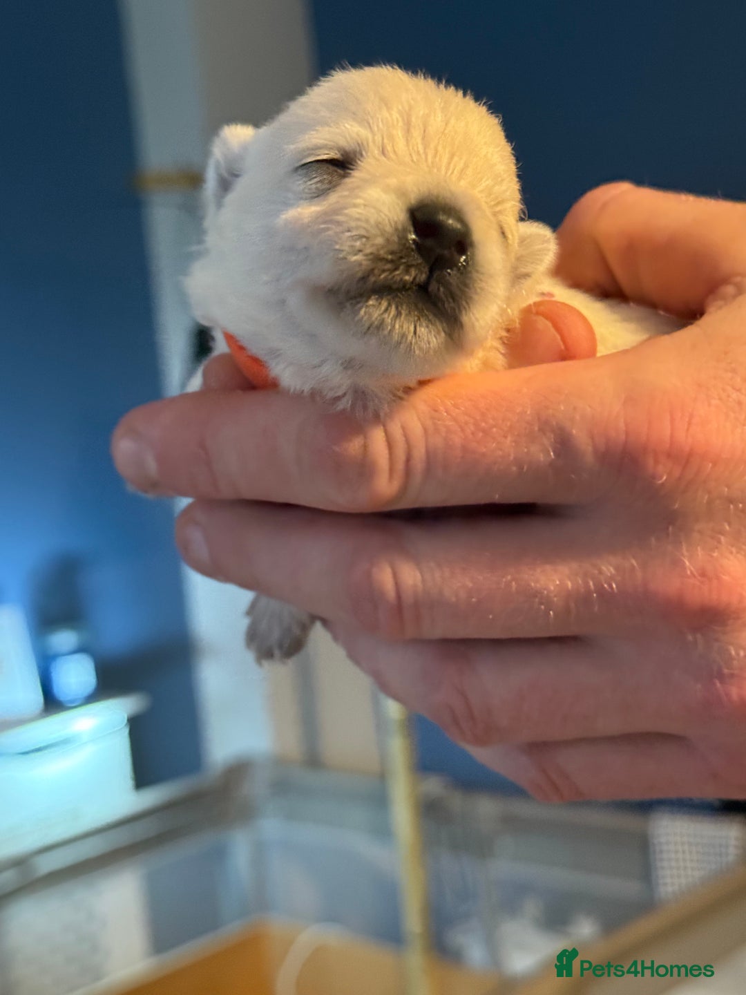 West Highland Terrier dogs for sale: West Highland Terrier Puppies for Loving Homes - Image 33