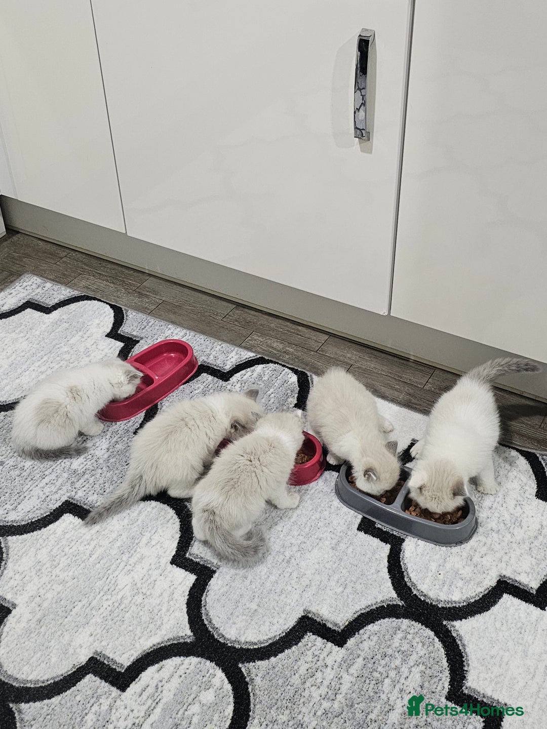 Ragdoll cats for sale: Ragdoll Bicolor 3 boys.  - Advert 8