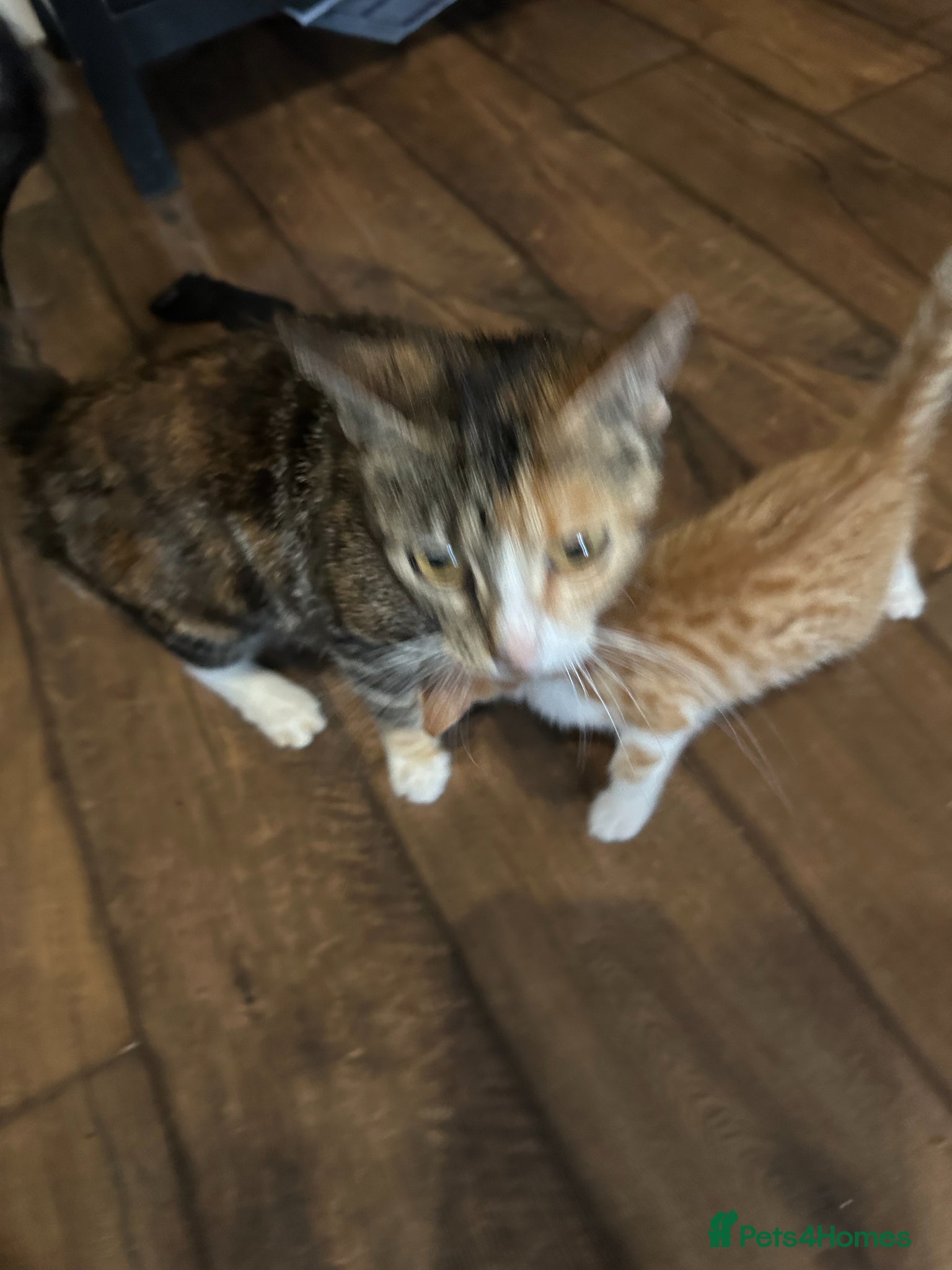 Mixed Breed cats Damian - Advert 3