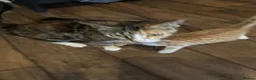 Mixed Breed cats for sale: Damian - Advert 1