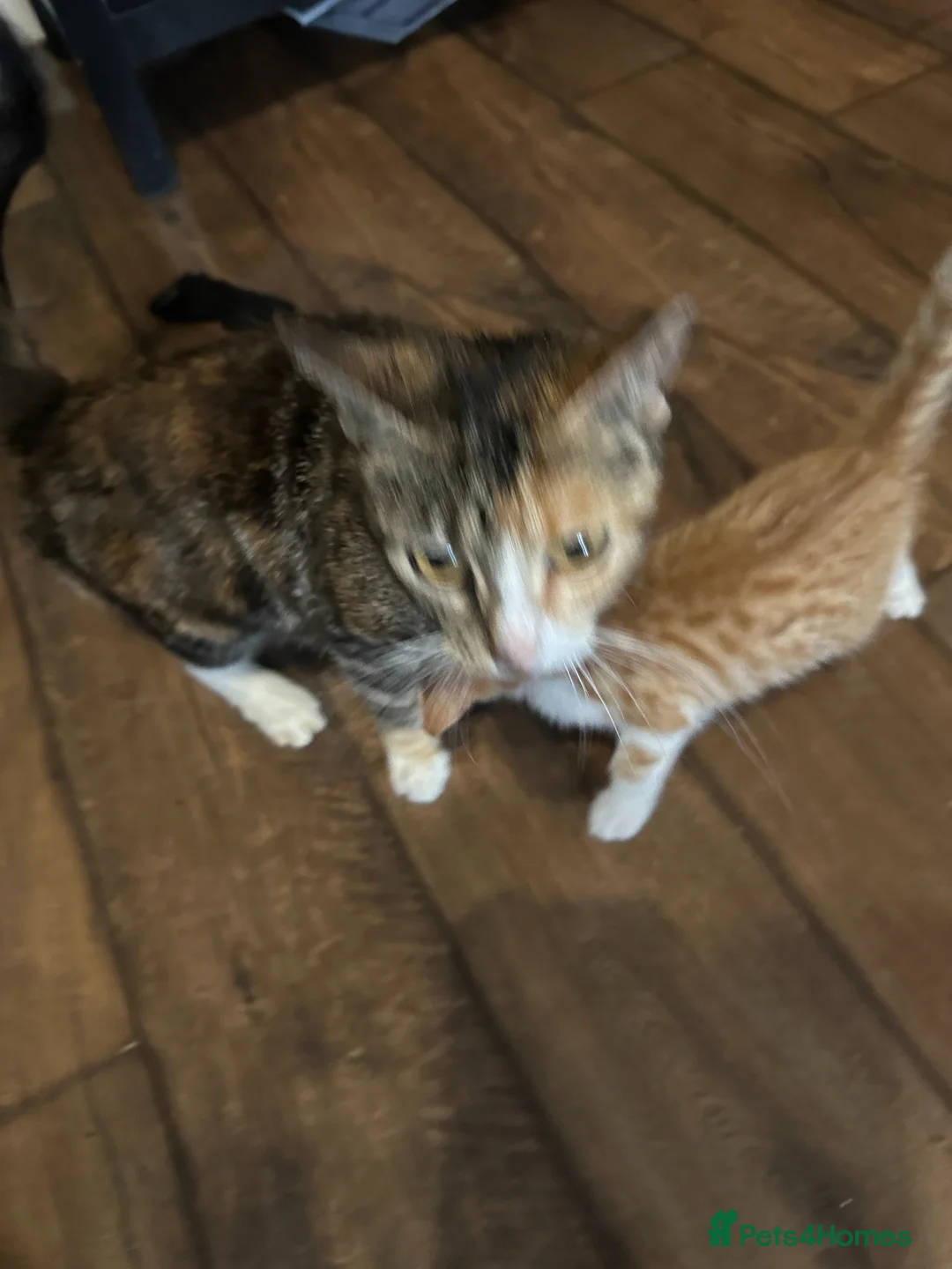 Mixed Breed cats for sale: Damian - Advert 1