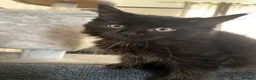 Ragcoon cats for sale: Ragcoon - Advert 3