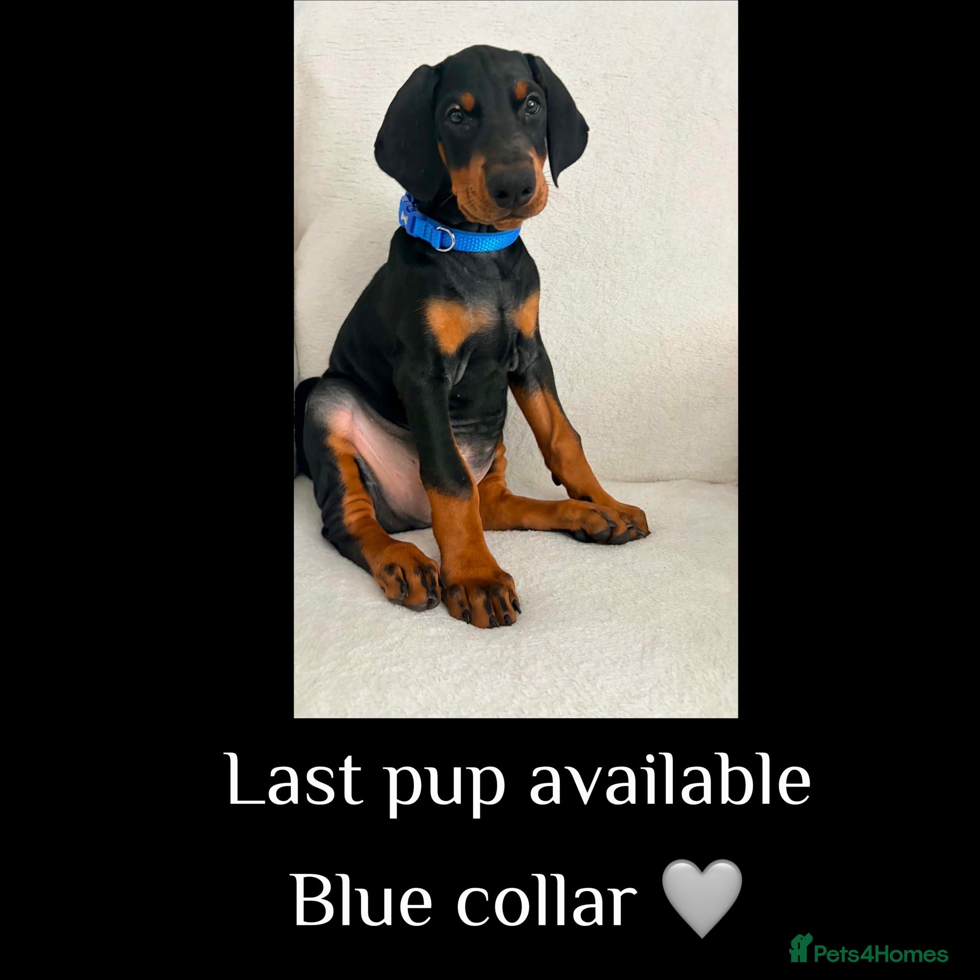 Dobermann dogs KC REGISTERED - DOBERMAN PUPPIES - Advert 2