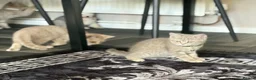 Scottish Fold cats for sale: Beautiful Scottish straights READY NOW  - Advert 16